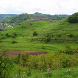 Ehemalige Weinberge bei Reichesdorf