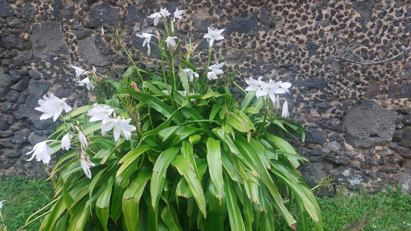 Vorbei an den Lilien am Wegrand