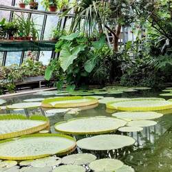 Back in town, in the Palmenhaus of the Hofgarten