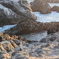 Sealpups playing in the pool