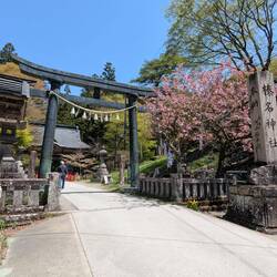 Haruna Jinja et encore un cerisier ( quelle chance !)
