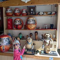 Daruma et tanuki san empaillés