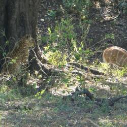 Leopard and Bush Buck