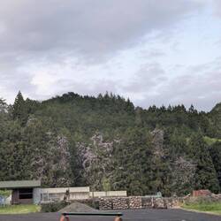 Le pays des glycines sauvages