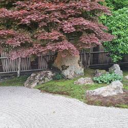 Roter japanischer Ahorn