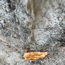 Und wir teilen auch Käsebörek mit Ameisen