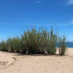 Am Meer