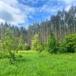 Eucalyptus farm. Booooo.