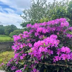 Been seeing tons of happy rhododendrons this week