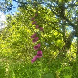 New wild flower showed up today