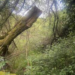 Crazy spooky Spanish frogs