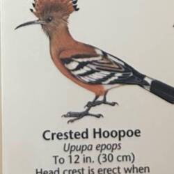 I saw one of these cool birds, but only for about two seconds. I want to see another!
