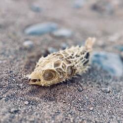 Viu toti Baby-Puffies am Qalhat Beach 😢