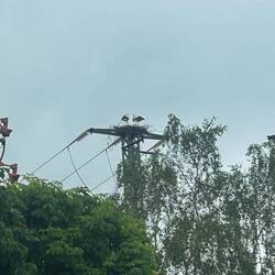 Storks! It has been a while since I have seen them. These are not religious storks