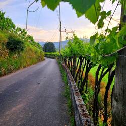 Morning along a road of grapevines.
