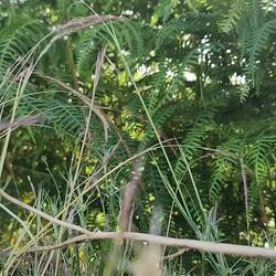 A common sound. These Asian creature sounds are frogs!