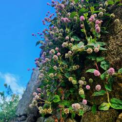 Flowers drape the walls.