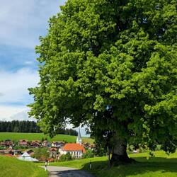 Blick auf Stiefenhofen