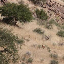 Auch in den Bergen grasen Antilopen an den Hängen