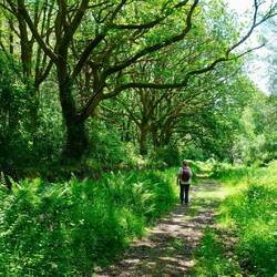 ... Bäume die auch bei Harry Potter hätten mitspielen können,...