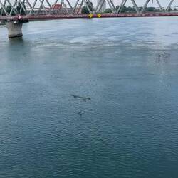 Rhein Überquerung