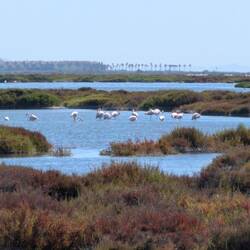 Und dann haben wir doch noch Flamingos gesehen.