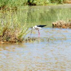 Es gab aber noch sehr viele andere Vögel.