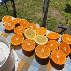 Frische Orangen