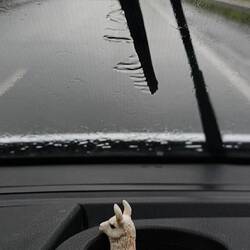 Junge 🐕🐕 hat's geregnet 🌧️