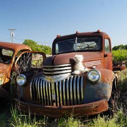 es gibt so viele schöne alte Autos hier.