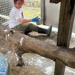 Painting sunbear enclosures,used temporarily whilst we go in the main enclosures to give food