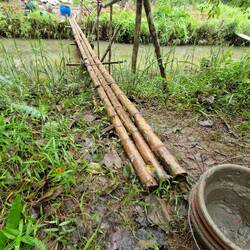 The remarkably sturdy bamboo bridge