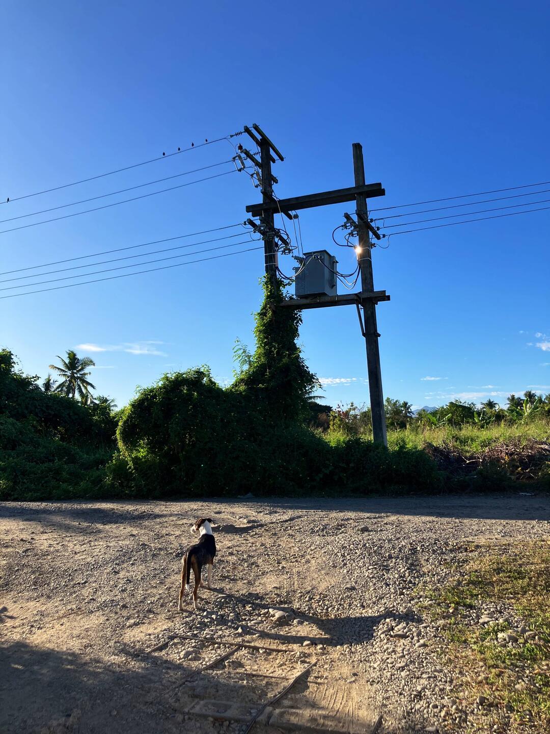 Warte-Buddy 🐶 am Morgen - vergeblich