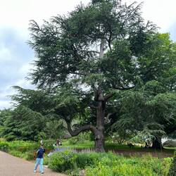 Cedrus libani, commonly known as cedar of Lebanon