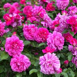 Roses delight