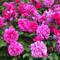 Roses delight