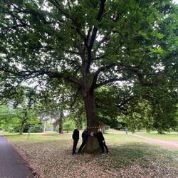 Tree huggers: hugging an old oak tree at Kew Gardens