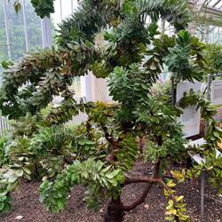 A very cool succulent, I forgot to get its name