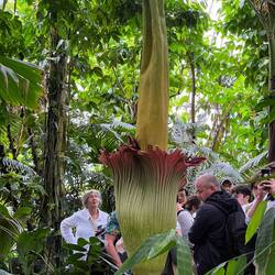 The titan arum (Amorphophallus titanum), also known as the corpse flower, is a rare tropical plant