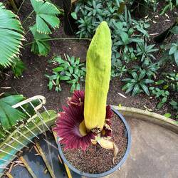 The titan arum (Amorphophallus titanum), also known as the corpse flower, is a rare tropical plant