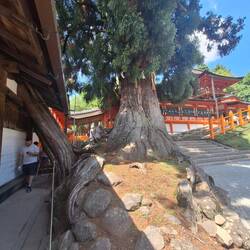 Dieser Baum ist über 700 Jahre alt