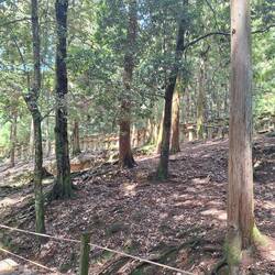 Lichter schattigen Wald