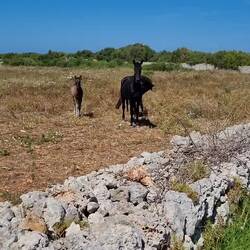 Le cheval de pure race minorquine est une race de chevaux espagnols à la robe noire.
