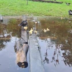 Steg vom Haus des Onkels zum Land