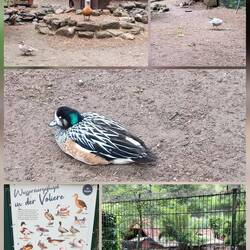 Geschützte seltene Wasservögel