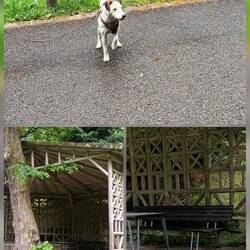 Genau die Bank im Pavillion wurde ausgebellt