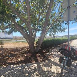 Mein Pausenbaum. Ganz gemütlich da drinnen...