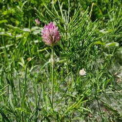 The paths are covered in willow seed