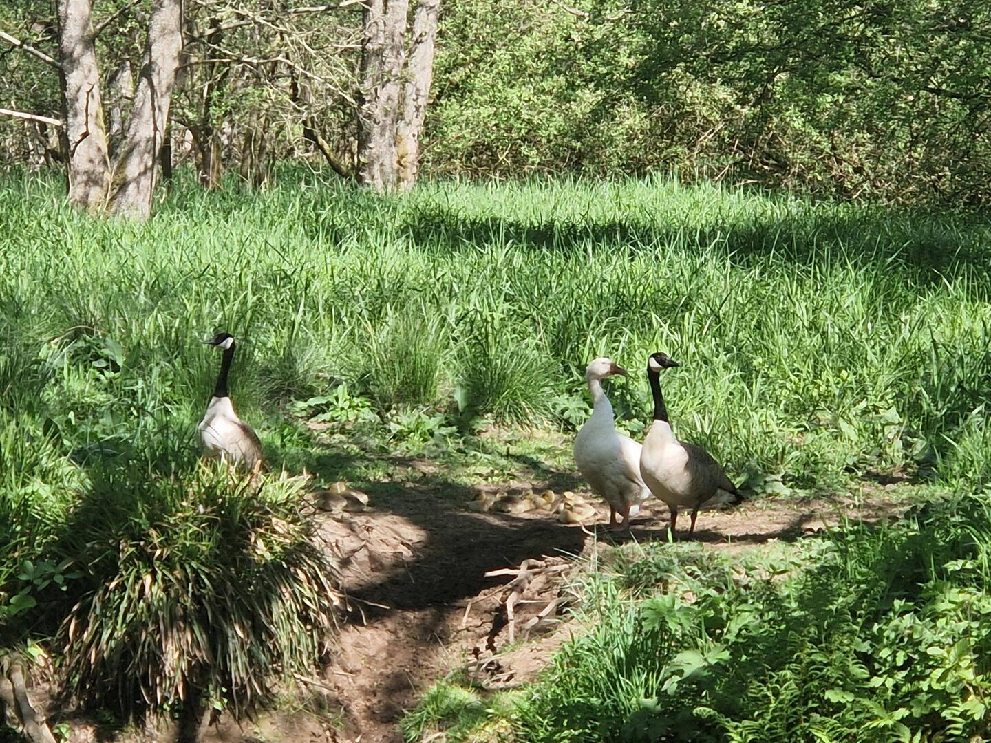 A threesome of geese. You can just see their goslings by the white one.