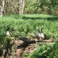 A threesome of geese. You can just see their goslings by the white one.